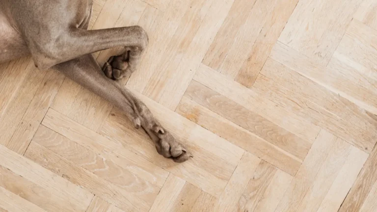 Best flooring for dogs: what Mississauga homeowners should compare Brown dog resting with its paws on a residential wood floor